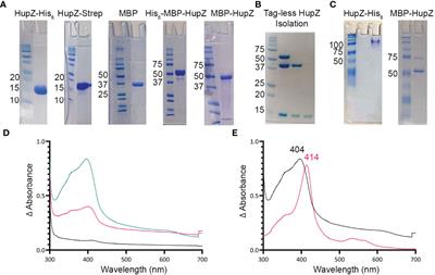 HupZ, a Unique Heme-Binding Protein, Enhances Group A Streptococcus Fitness During Mucosal Colonization